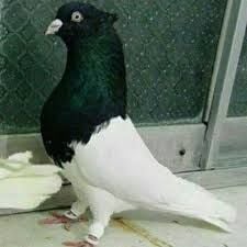 Beautiful Pigeons for Export 